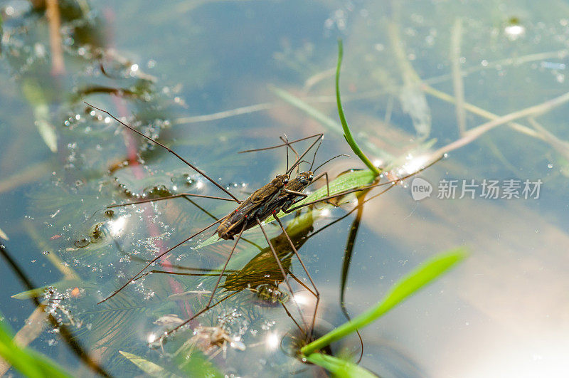 在池塘表面交配的一对水黾- Gerridae